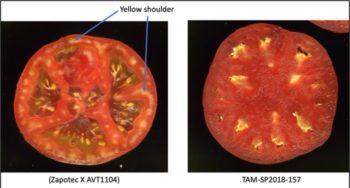 side by side comparison of two tomato slices
