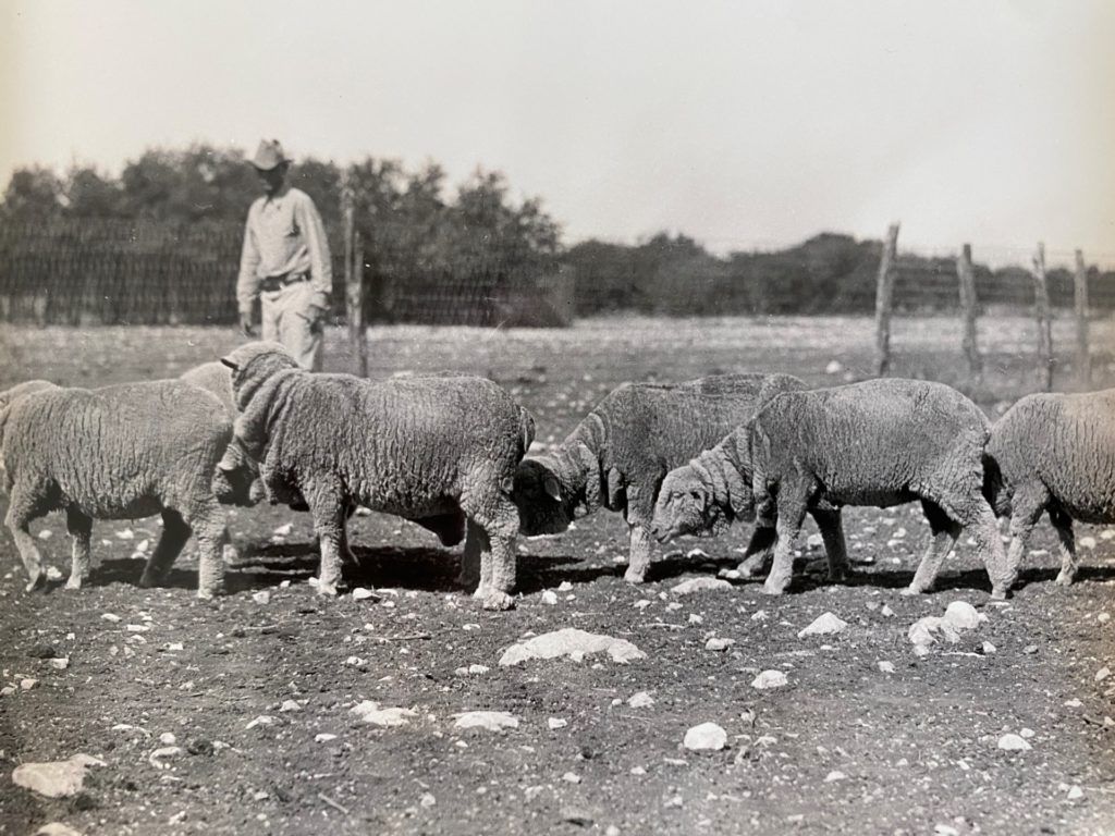 black and white photograph of a man on a ranch standing next to several sheep