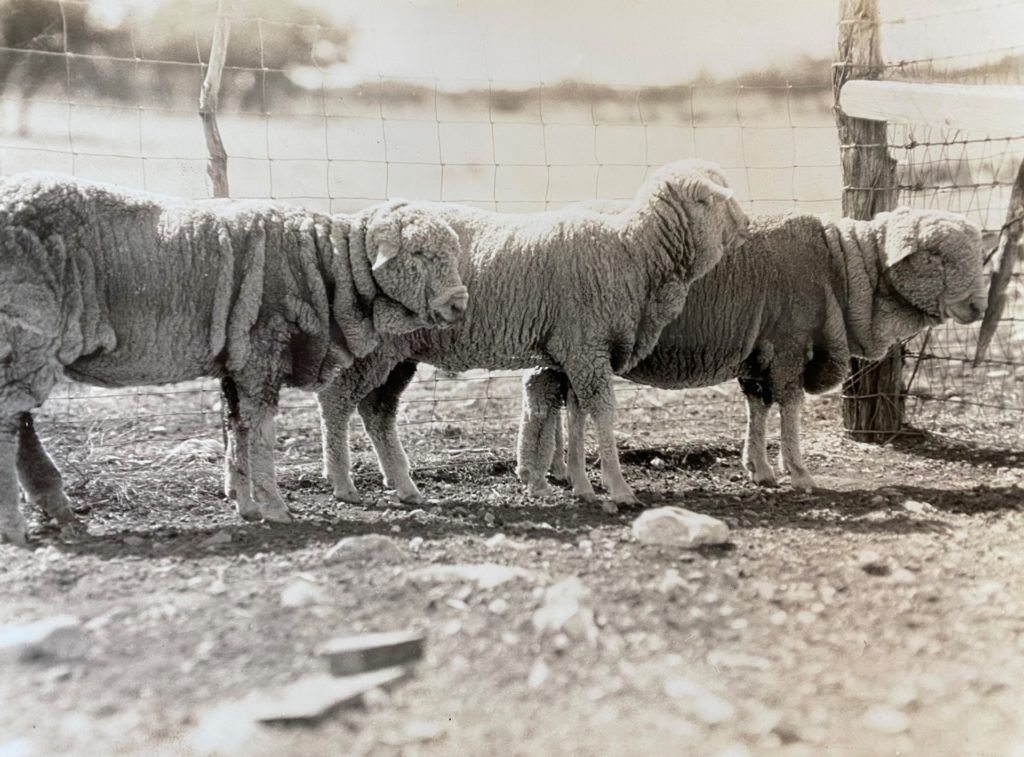 black and white photograph of three ewes