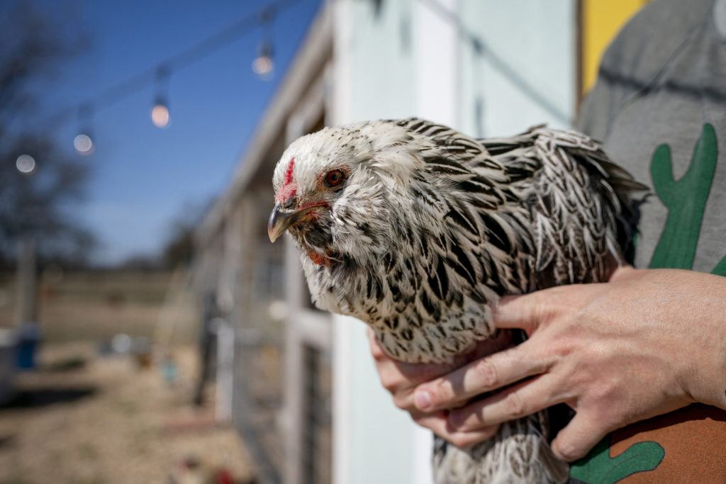 close up of a person holding a black and white chicken