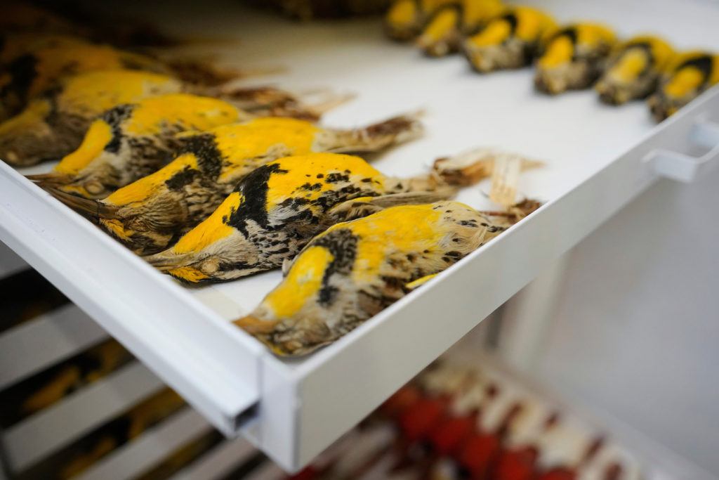 a draw filled with yellow birds