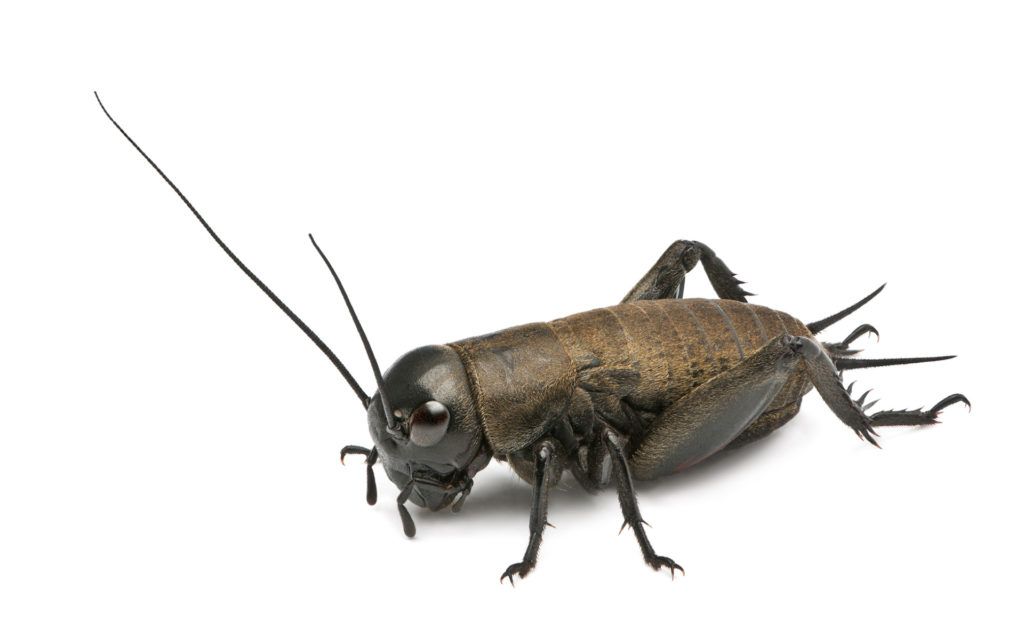 cricket against a white background