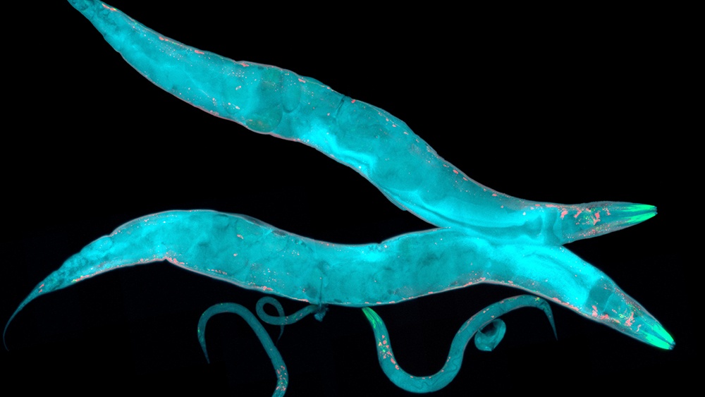 nematode
