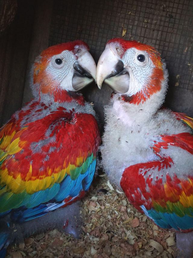 two scarlet macaw chicks