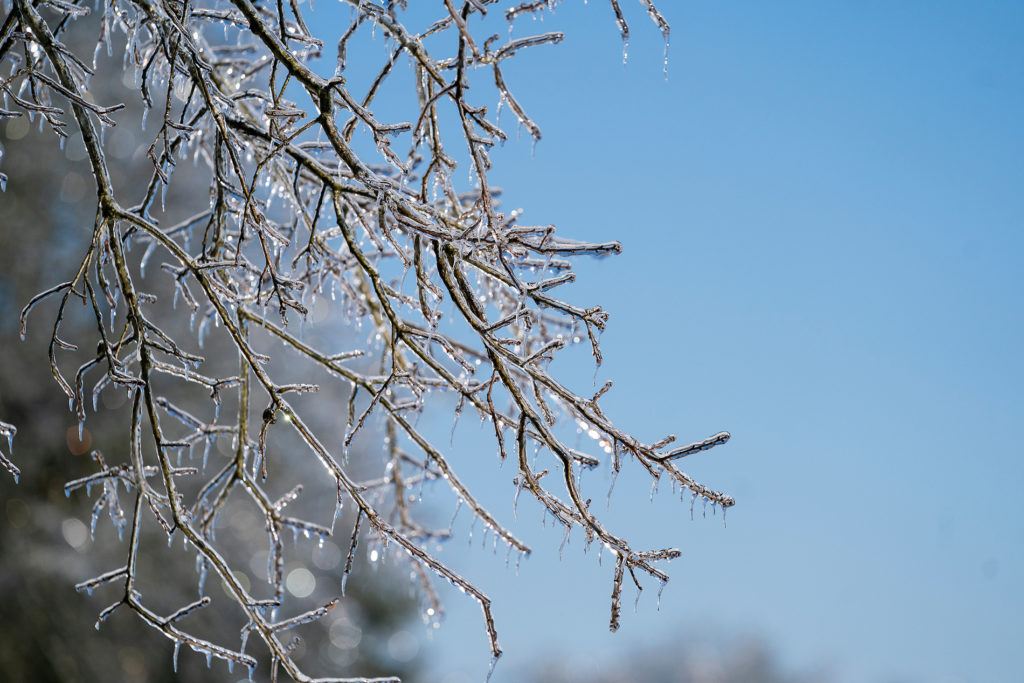iced tree branches against blue sky