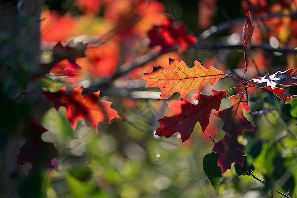 fall leaves