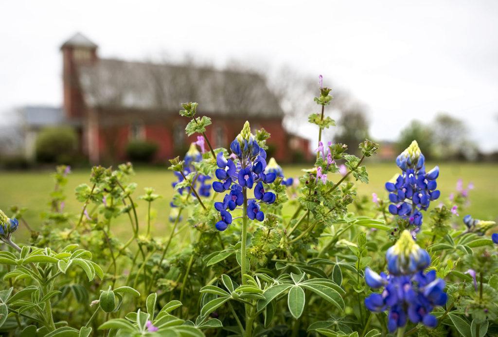bluebonnets grow in a field