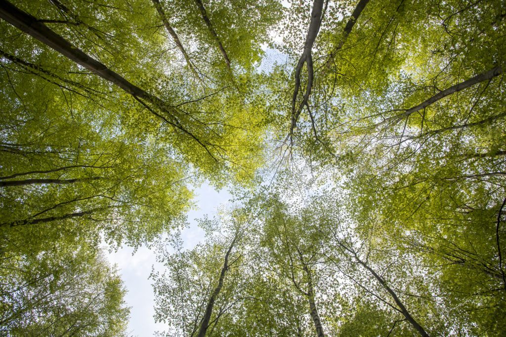 low angle view of a forest of trees looking up to the sky