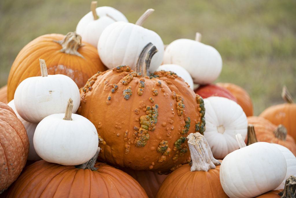 pile of orange and white pumpkins