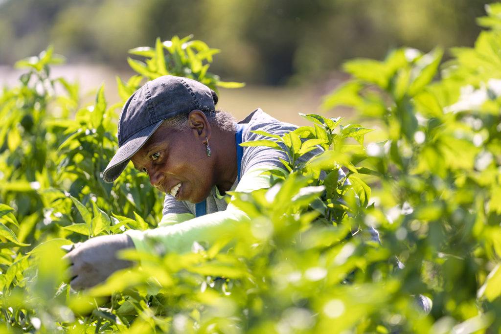 a woman's head is visible as she stands among tall plants as she works in a garden