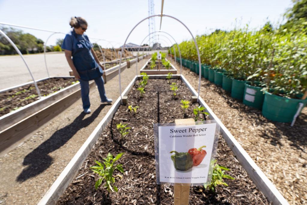 a garden walks past a raised garden bed