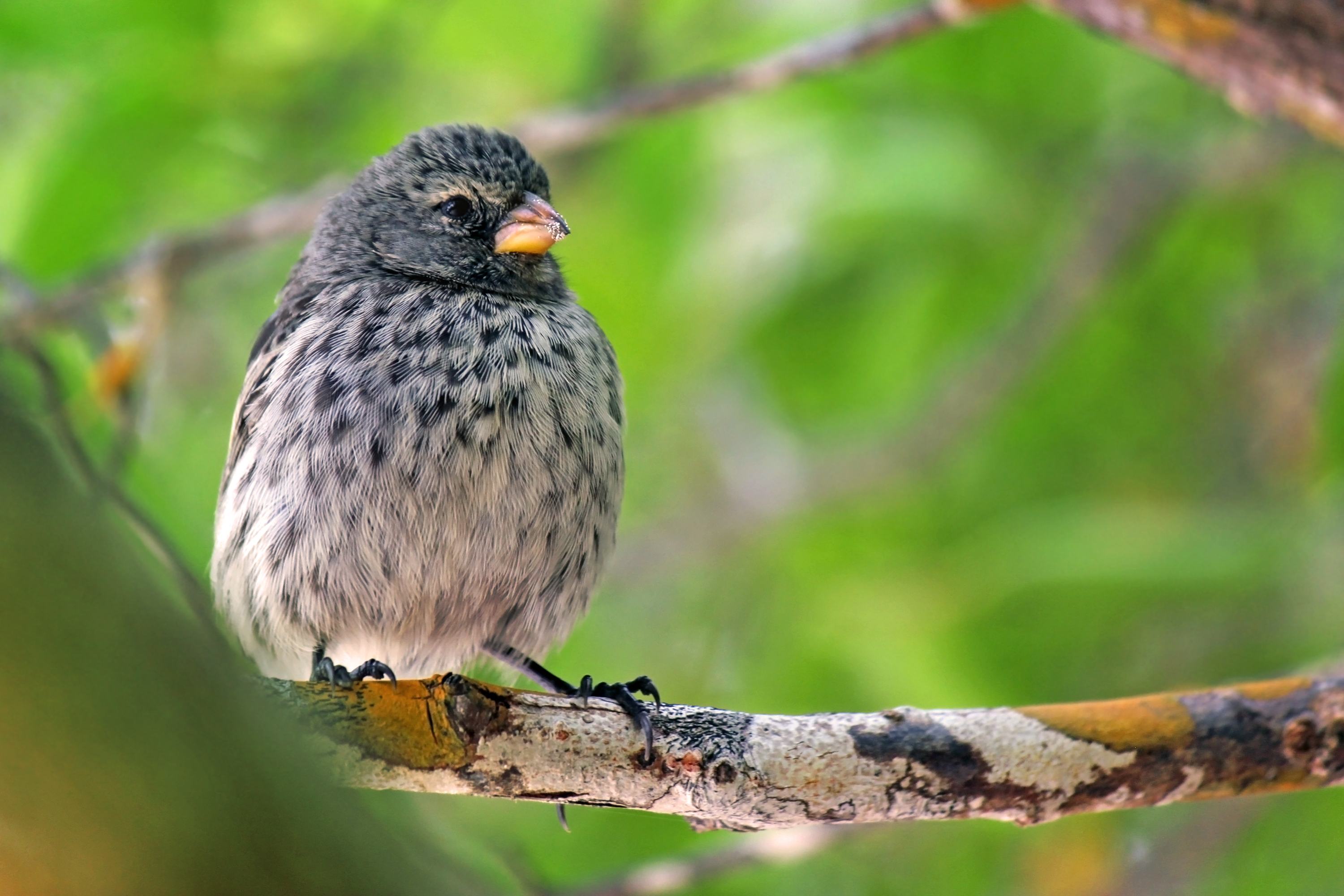 small finch sitting on a branch