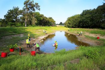 volunteers wearing neon vests in a wetland area planting vegetation
