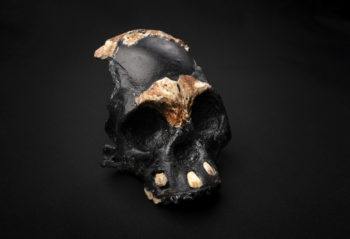 skull against black background