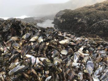 mussels on a beach in california