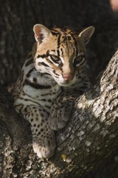 ocelot in a tree