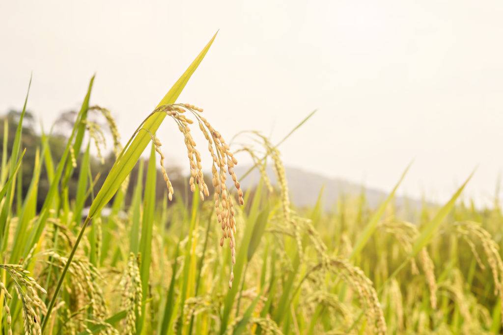 close up of rice field