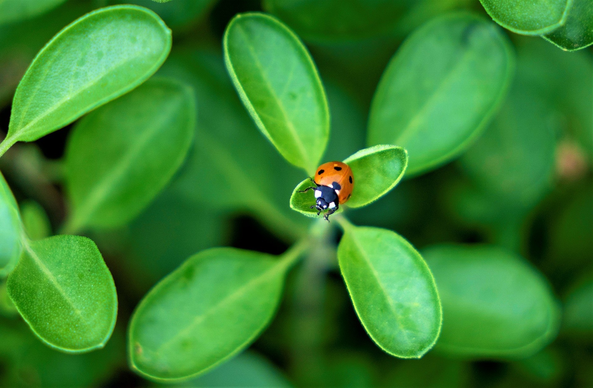 close up photo of a red ladbug sitting on a plant with green leaves