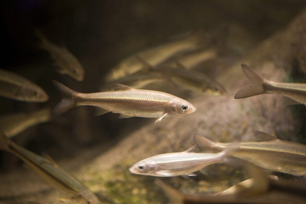 minnows swimming in a stream