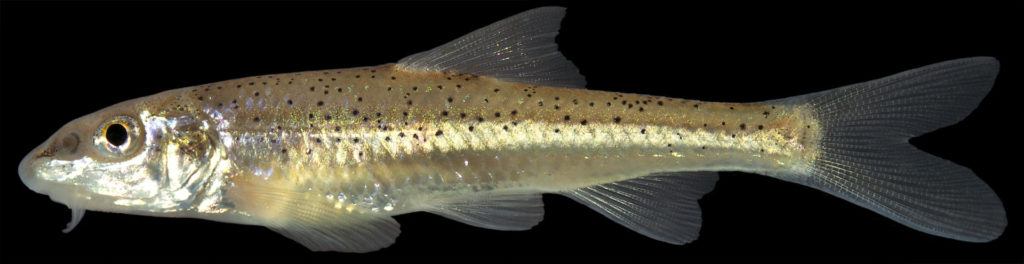 small fish against a black background