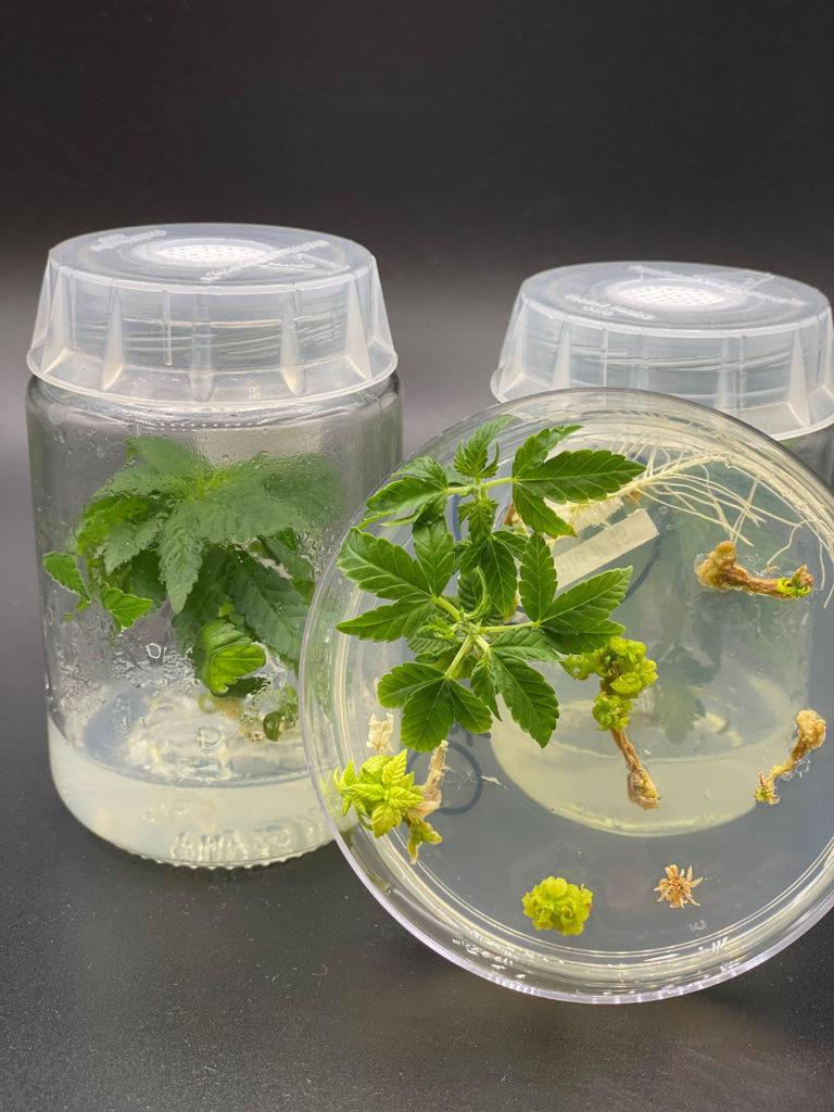 hemp plants growing in two plastic containers with a close-up image