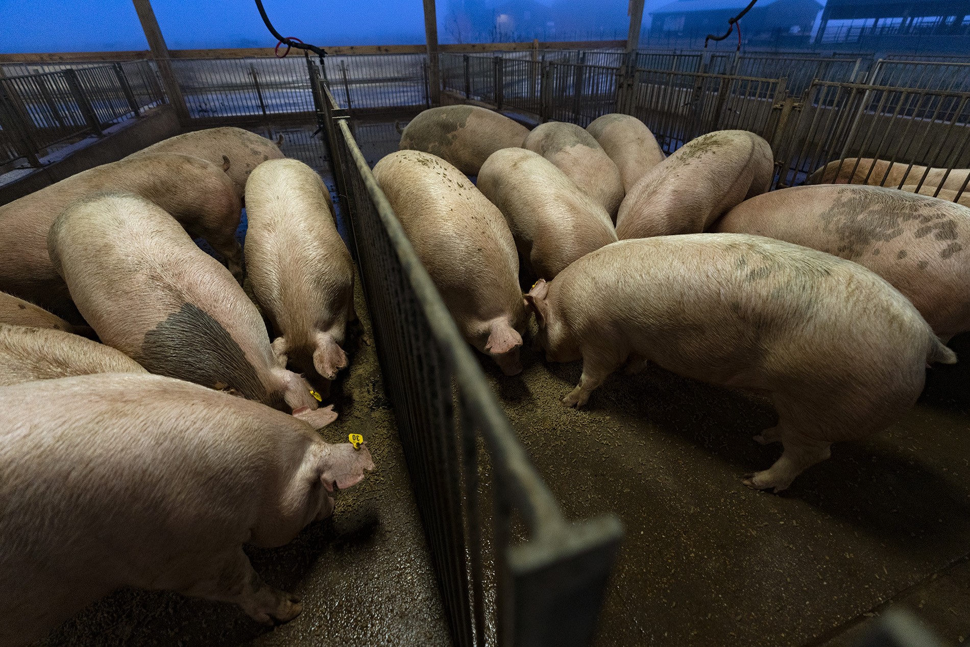 group of pigs in a barn