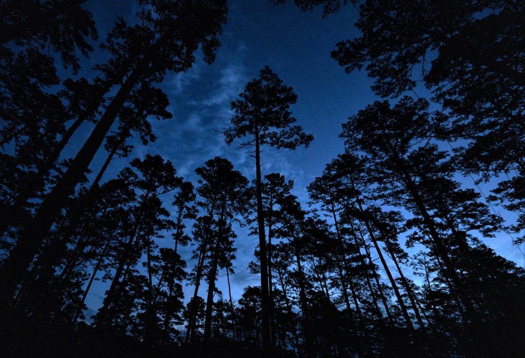 trees against blue night sky