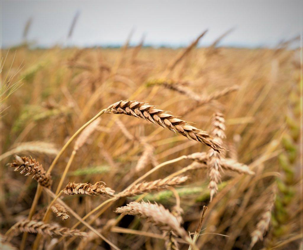 wheat field
