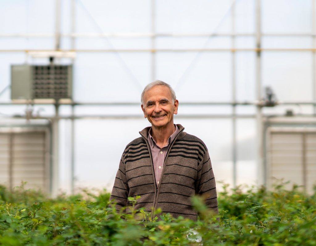man standing among rose bushes in a greenhouse