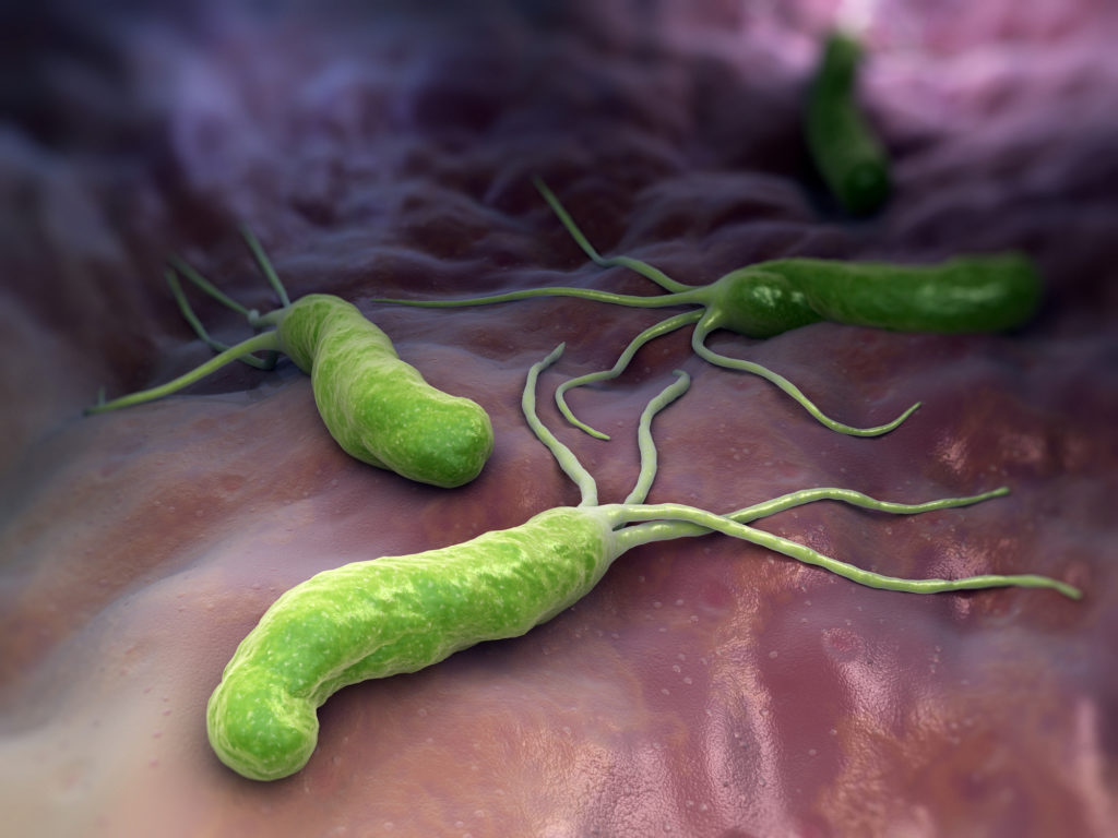 artist's illustration of bacterium in a human stomach