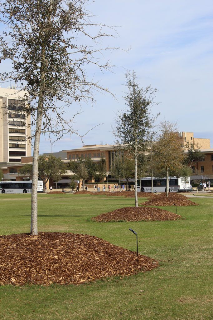 part of the Simpson Drill Field commemorative site with trees and plaques