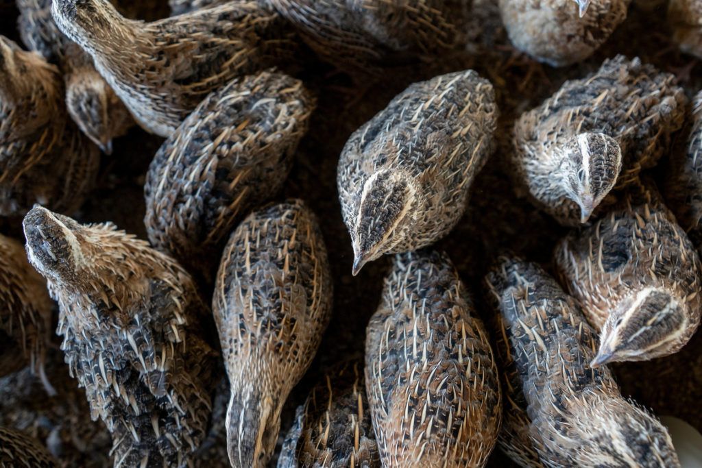 overhead view of a group of quail