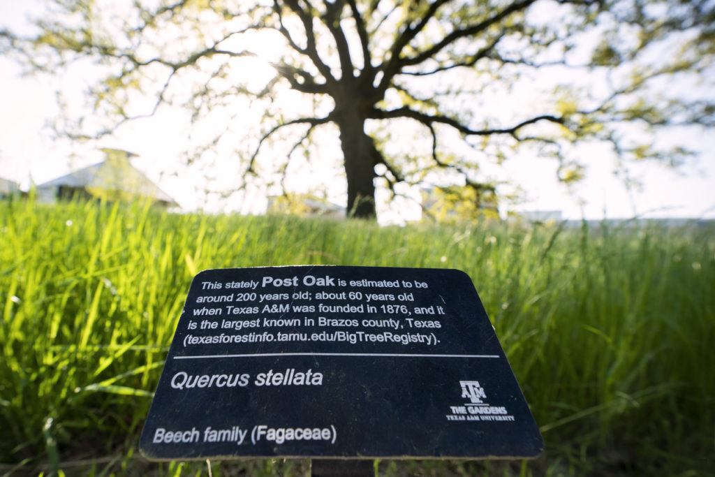 post oak tree at the Gardens at Texas A&M