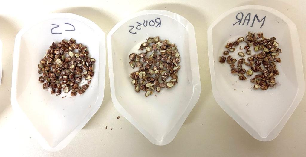 a photo of three groups of grape buds in plastic bowls