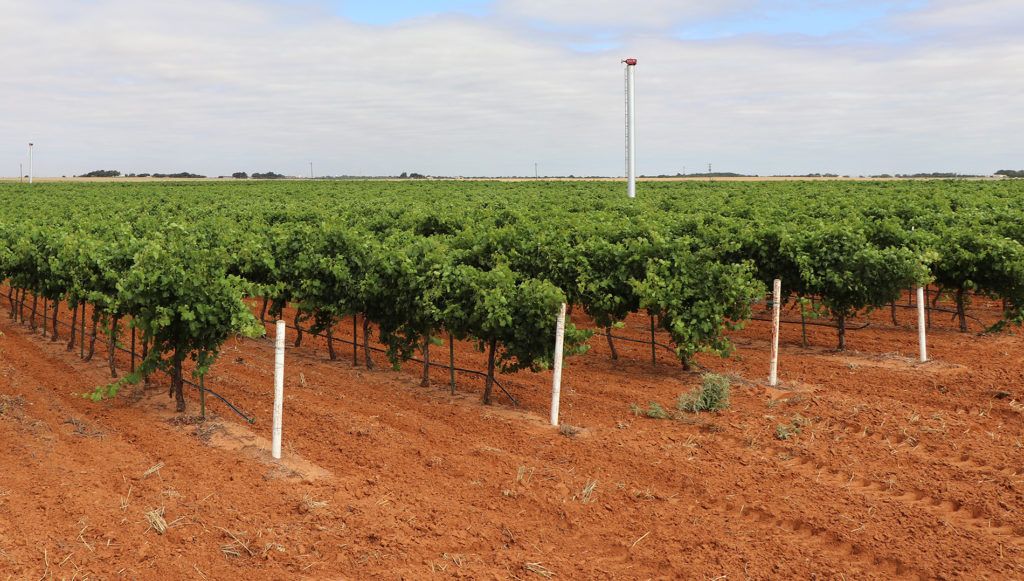 a photo of many rows of grape vines stretching off into the distance