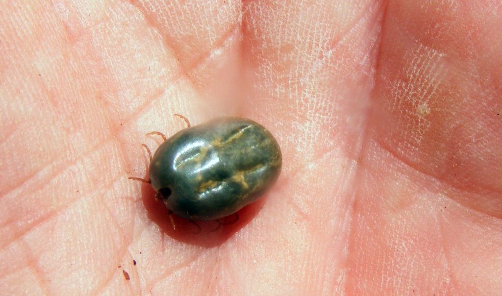 a photo of an engorged tick in the palm of someone's hand
