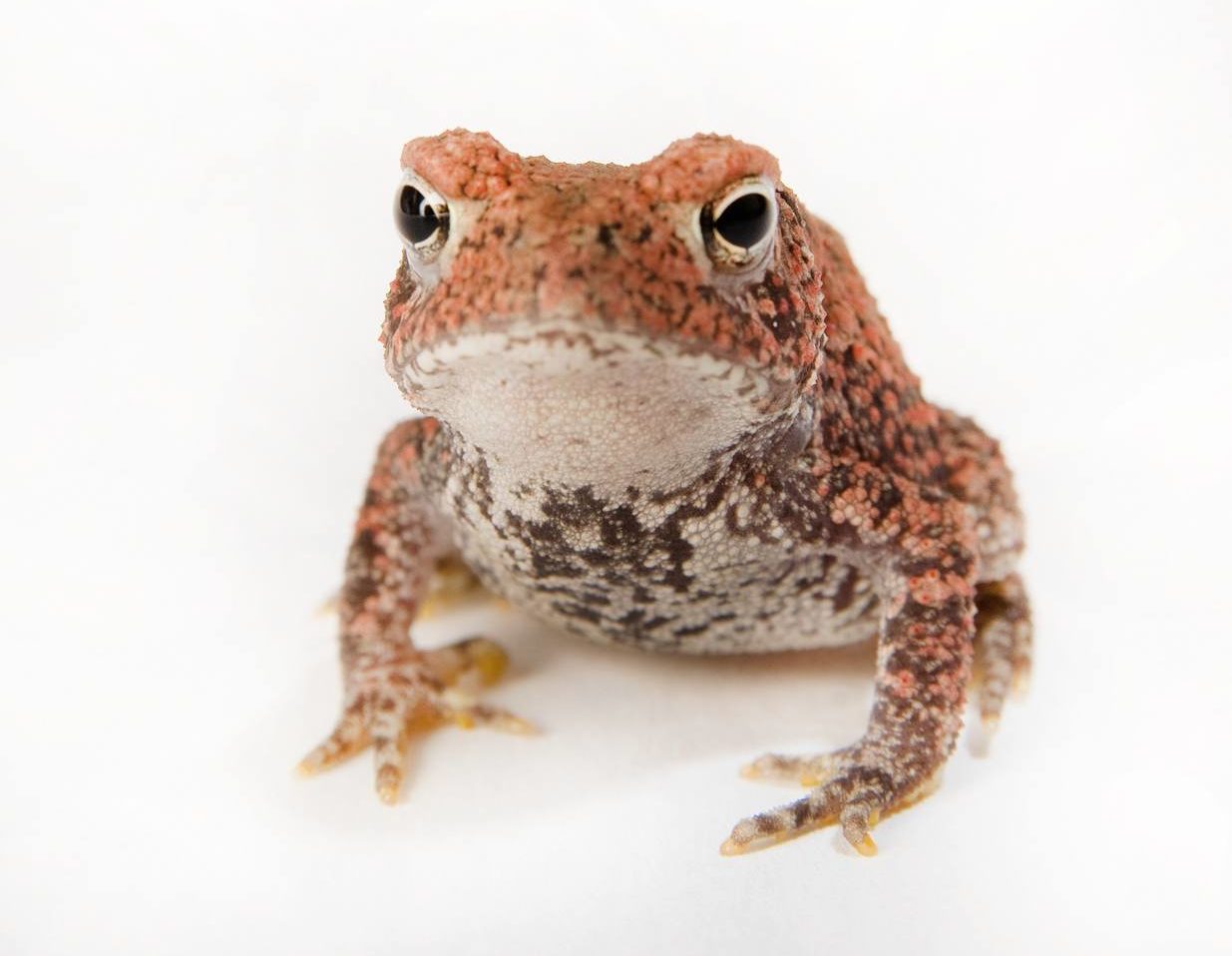 a photo of a small toad with red and black coloration on top and white and black coloration on its underbelly