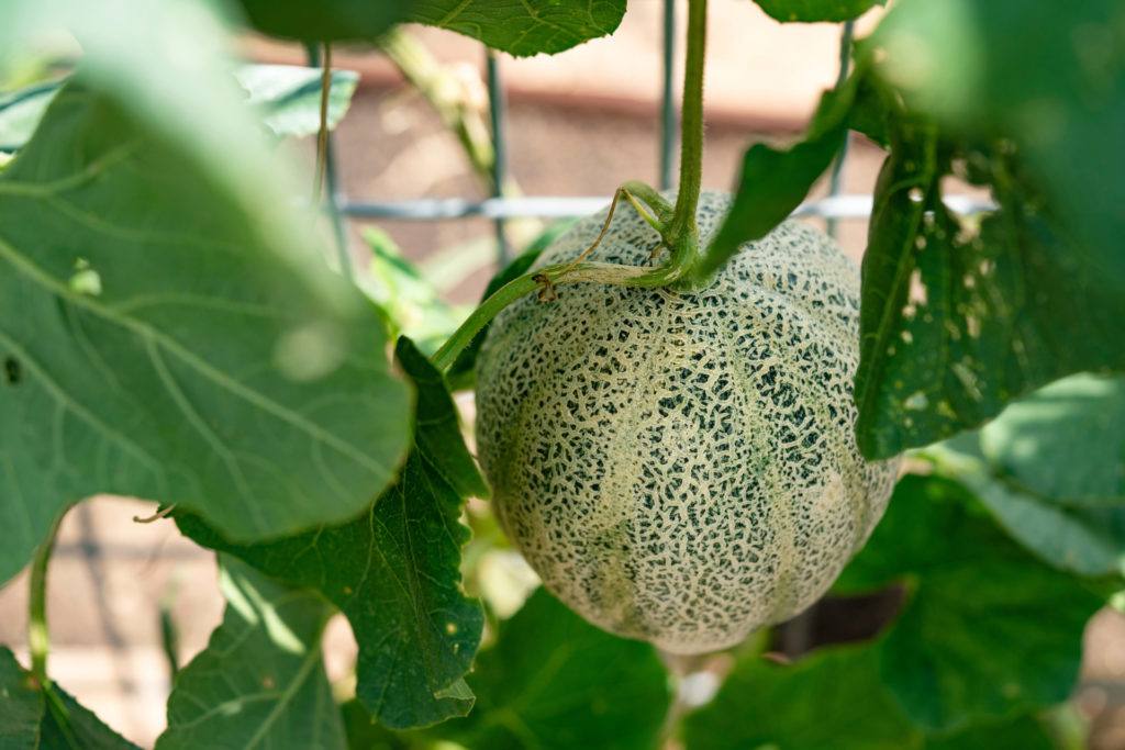 close up of a cantaloupe growing on leafy vines