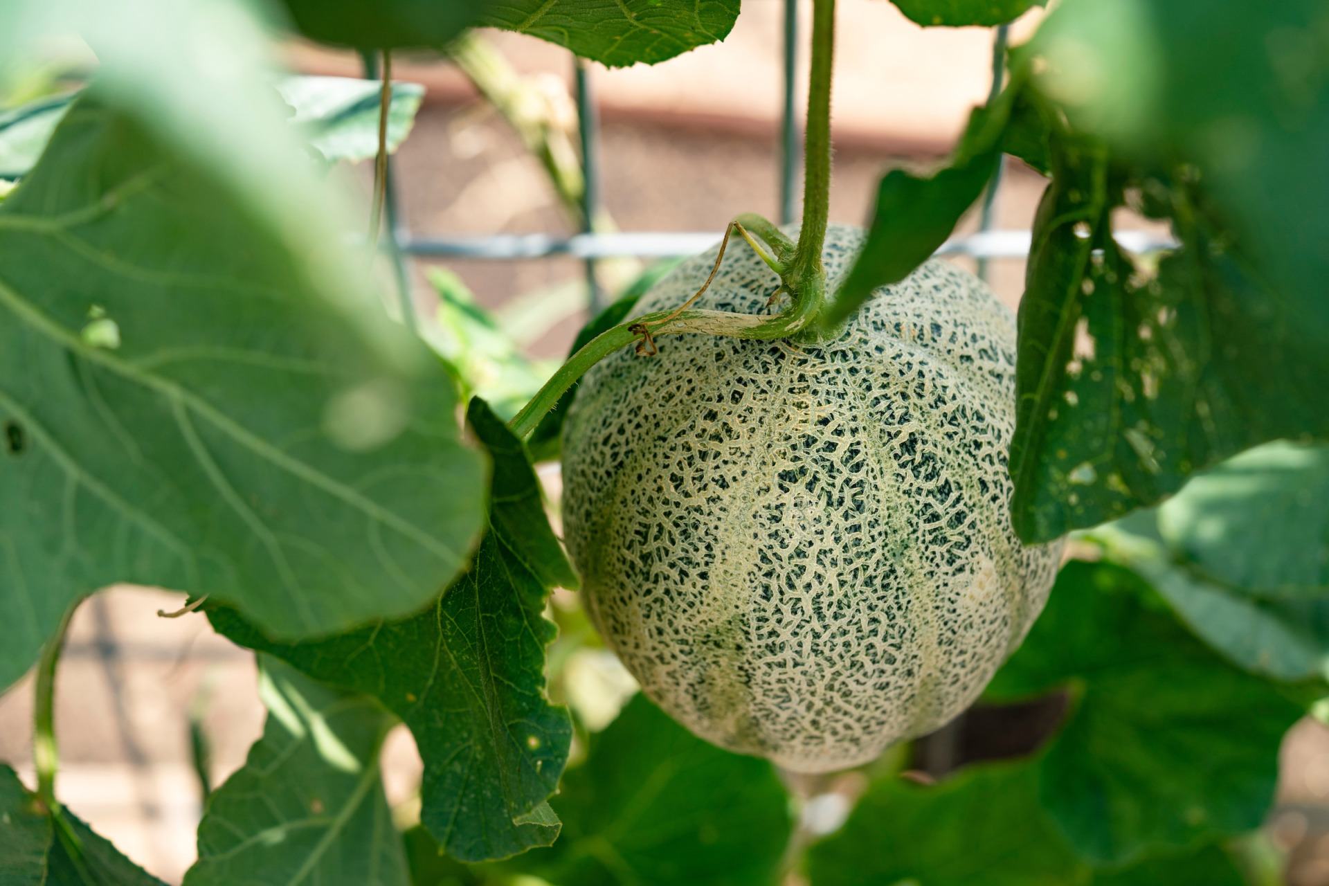 close up of a cantaloupe growing on leafy vines