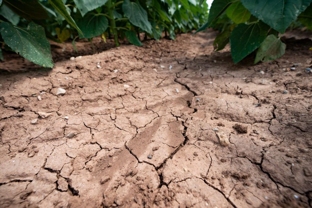 a photo of dry, cracked ground between rows of sunflower stems