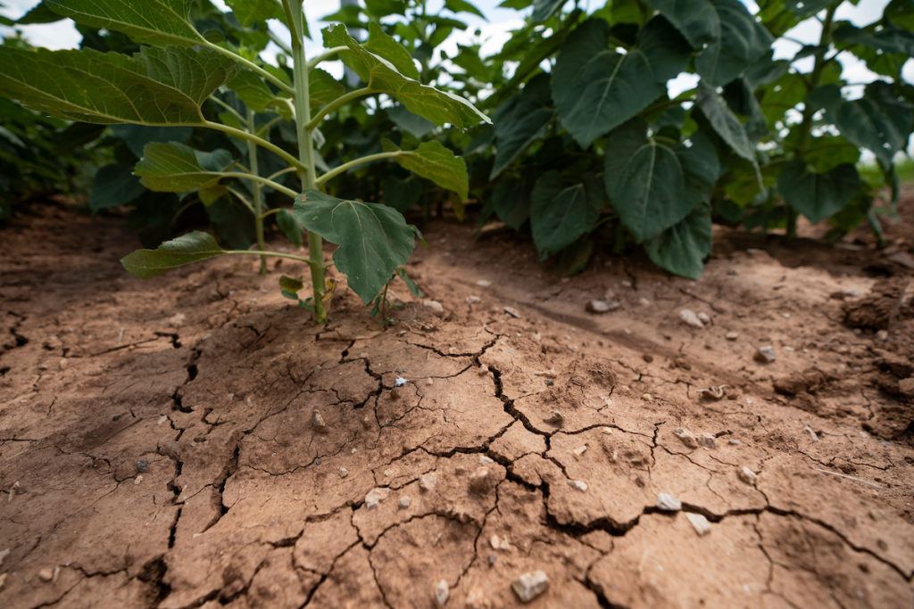 a photo of dry, cracked ground between rows of sunflower stems