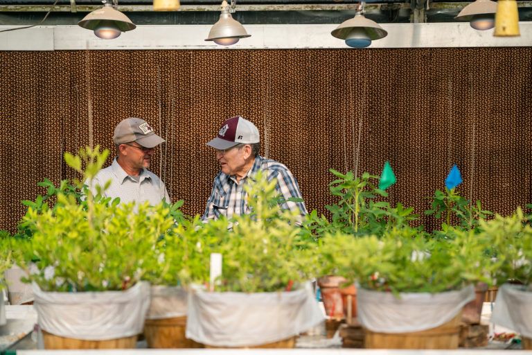 Two men stand in a greenhouse behind a row of peanut plants growing in pots