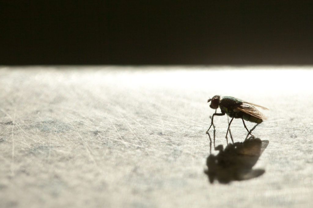 side view of a back-lit house fly on a kitchen surface, casting a shadow