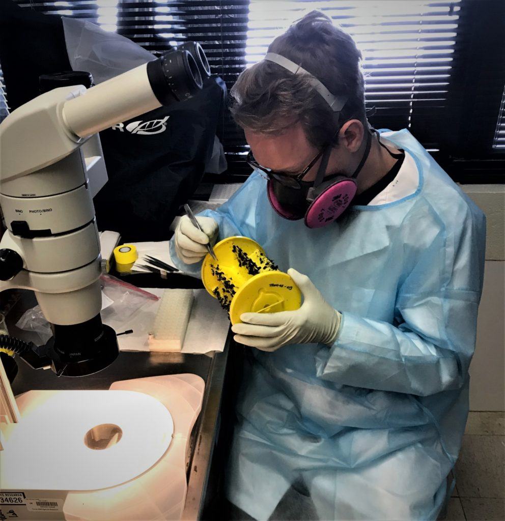 a male researcher wearing protective equipment sits at a lab bench holding a sticky trap filled with flies