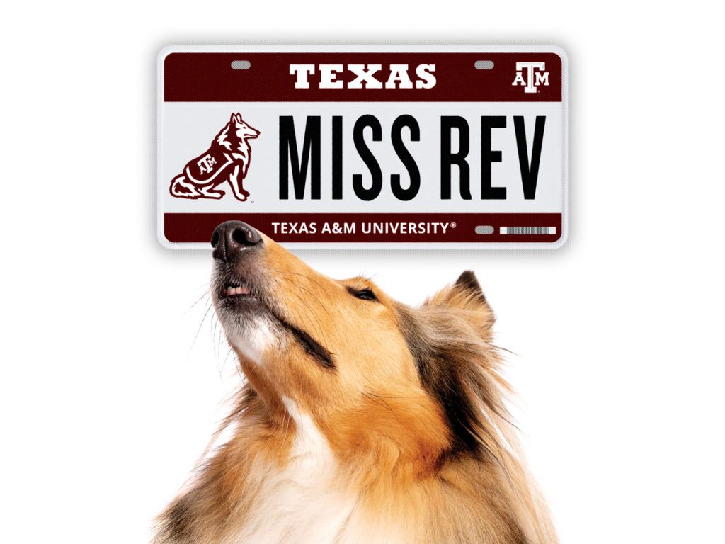 Reveille looking at a Reveille license plate reading Miss Rev Texas A&M University