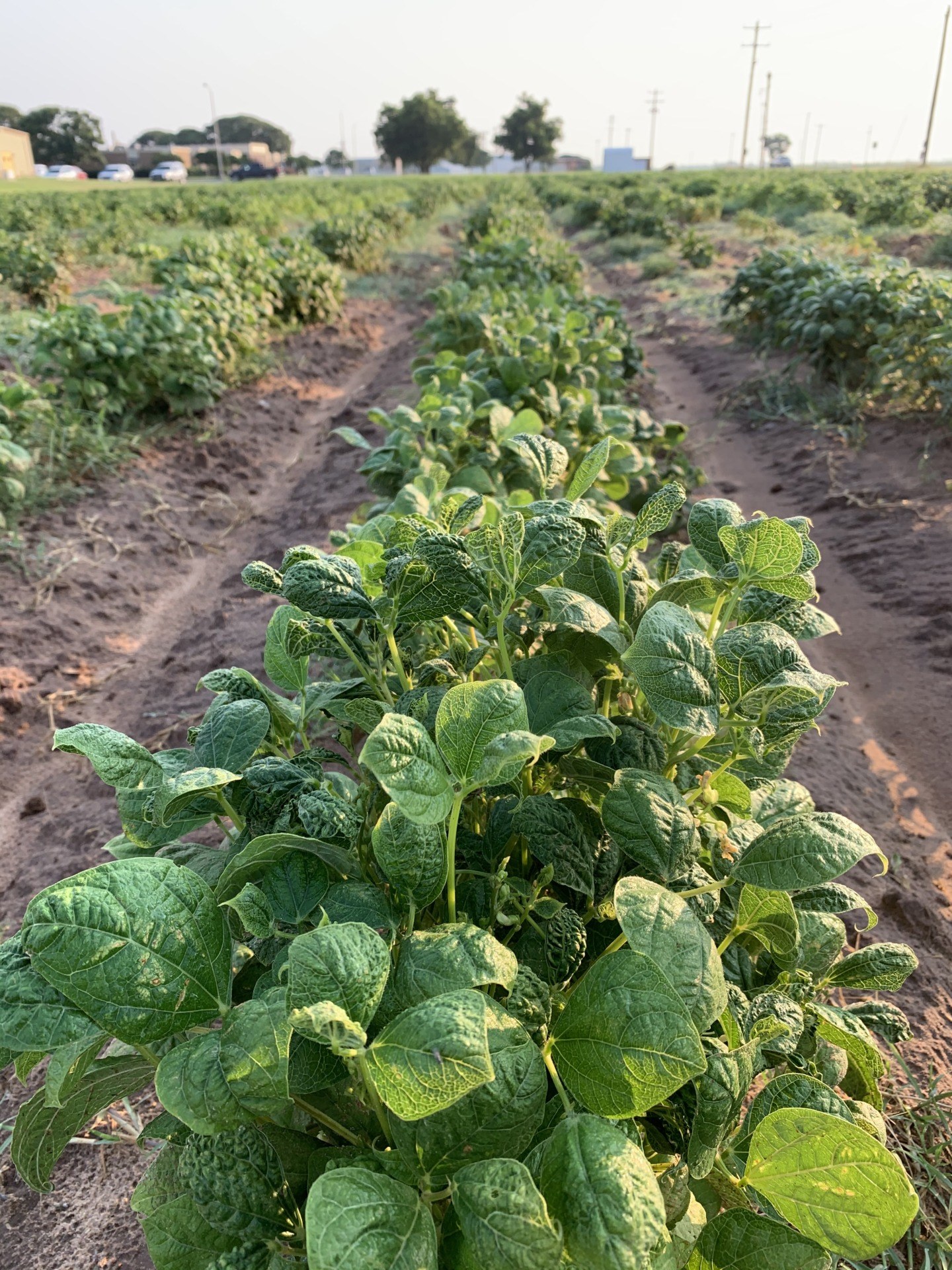 a photo of a row of tepary bean plants growing in a field