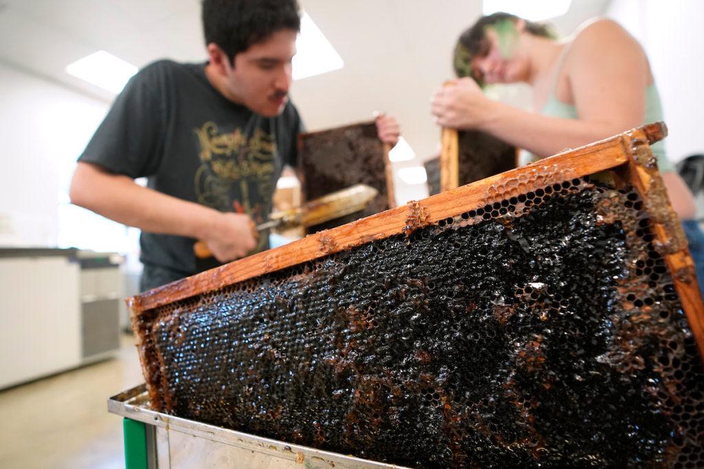 two students work on harvesting honey in a lab