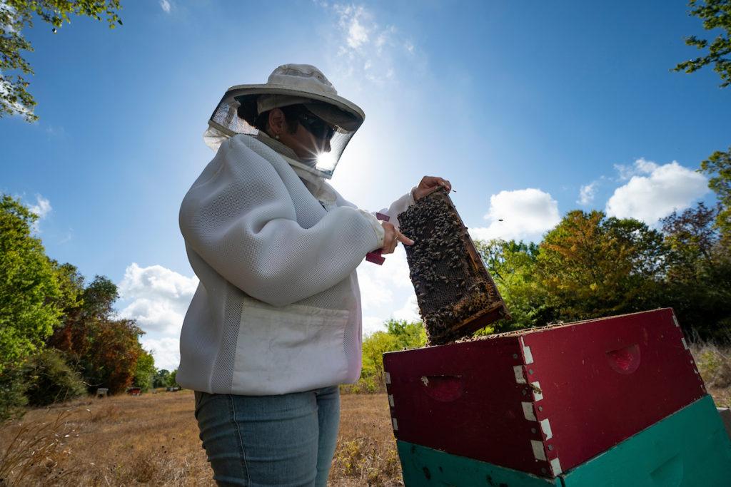 a beekeepr in silhuette checking a hive of bees