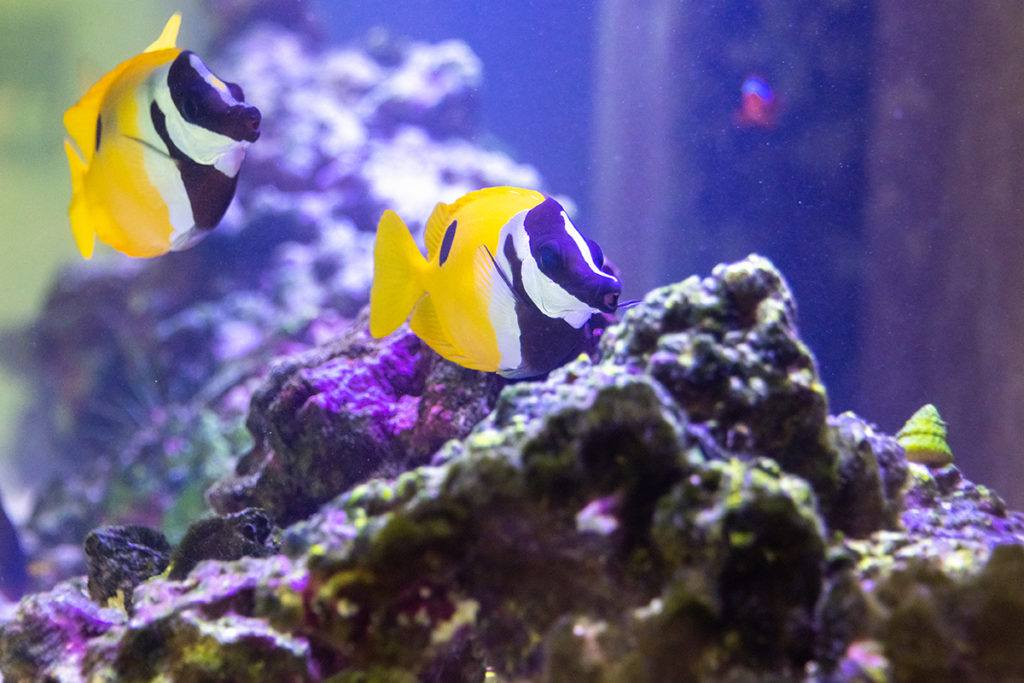the aglantis aquarium