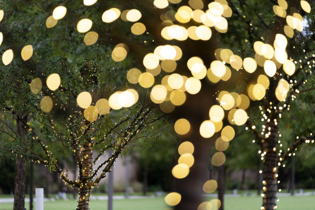 a photo of trees in Aggie Park wrapped in lit Christmas lights